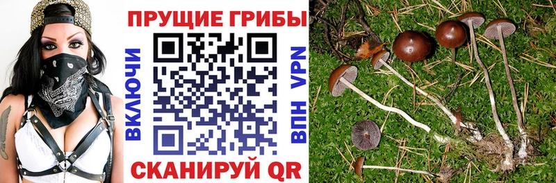 Псилоцибиновые грибы Psilocybe  Купить закладки  Руза 